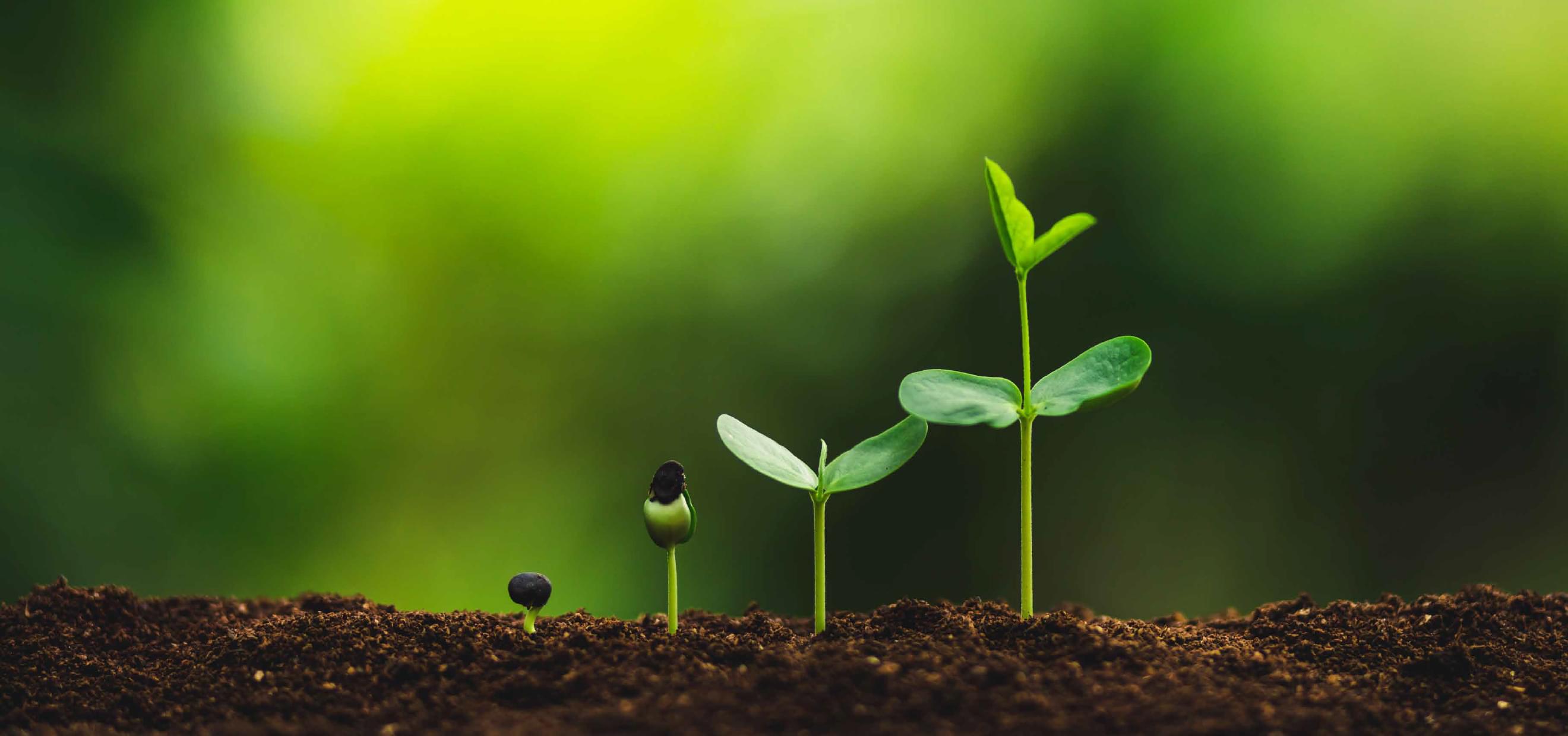 Euroterriflora, più vita alle tue piante